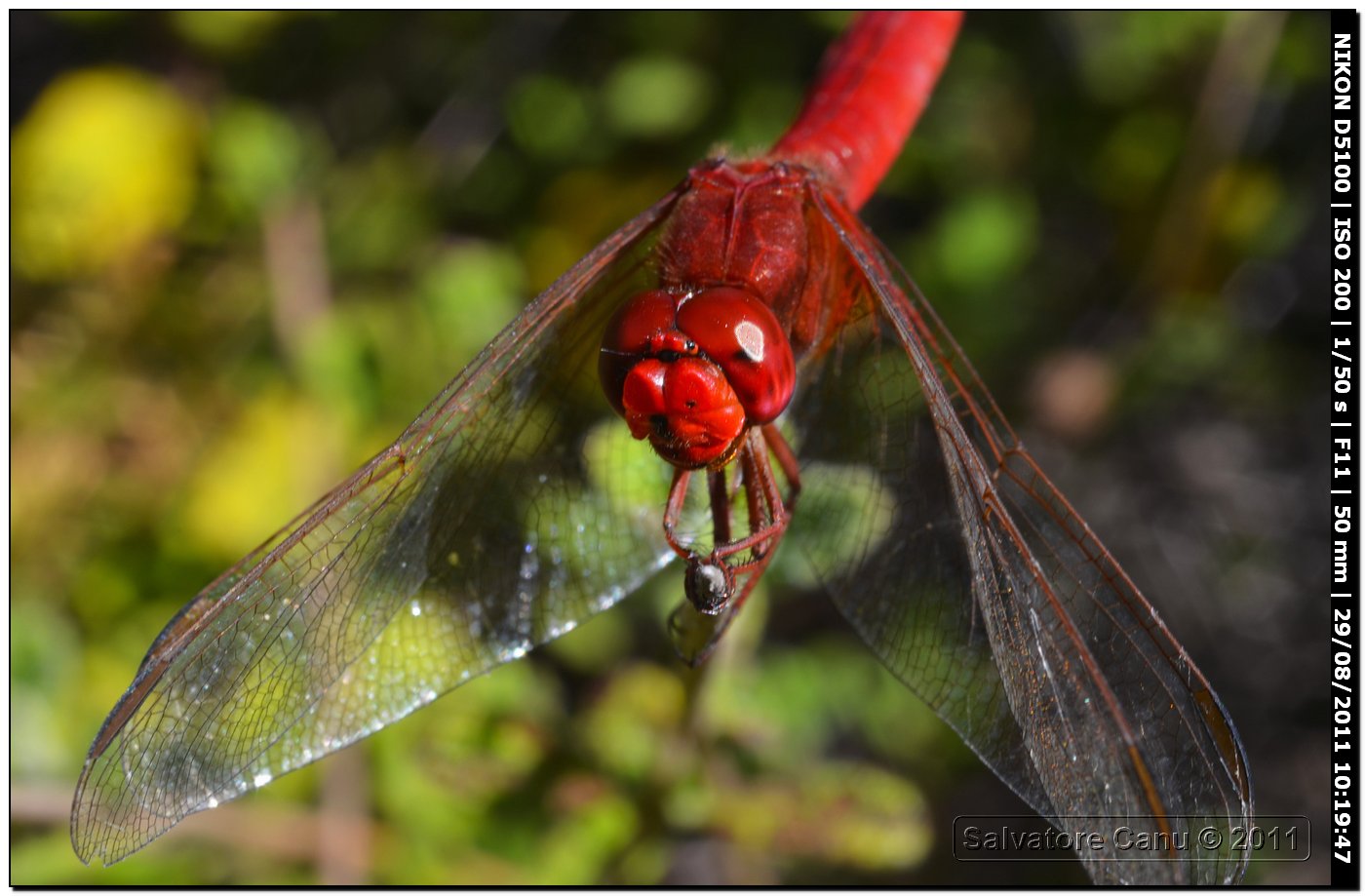 Crocothemis erythraea ♂, Primo piano e...